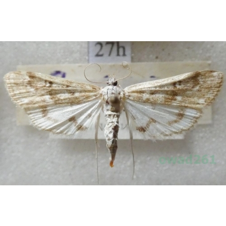 Parapoynx stratiotata (Linnaeus, 1758) Nimfa osoczanka Slovakia27h